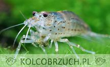 Krewetka Amano - Caridina multidentata - zjada glony - DOWÓZ, WYSYŁKA