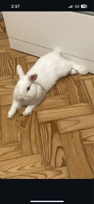 Doa-se coelho mini holandês