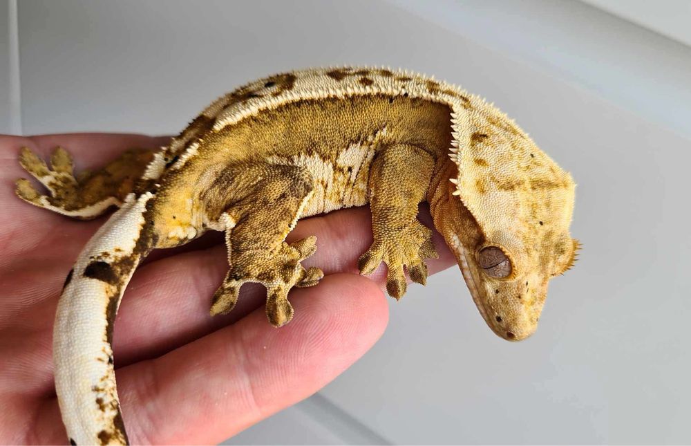 Gekon orzesiony creamsicle samica 4 lata zaplodniona