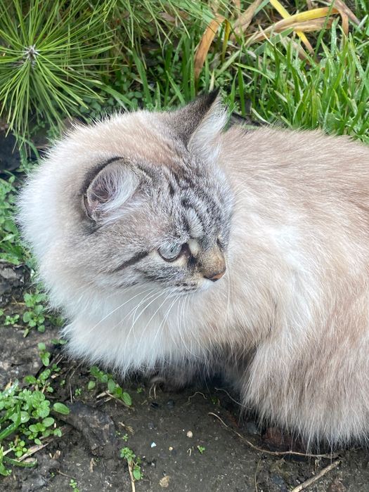 Загублена кішка. Приблудилась. Чия?