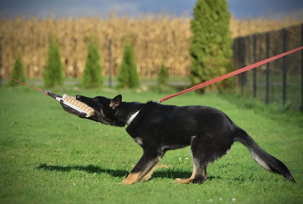 Owczarek niemiecki linia użytkowa