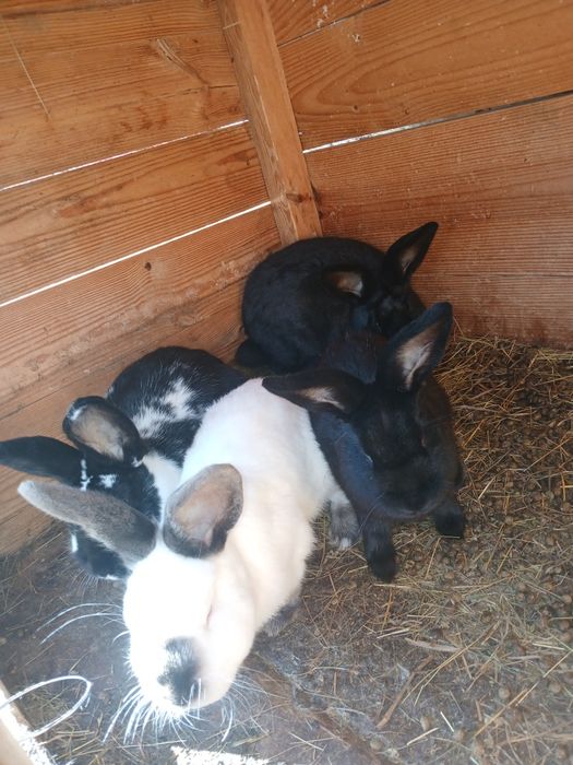 Króliki smace mieszane