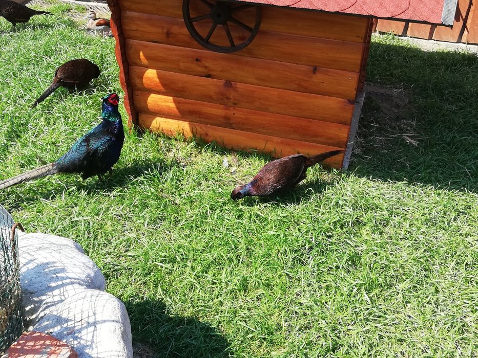 Bażanty melanistyczne