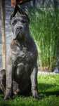 CANE CORSO - ZkwP /FCI bardzo  mocny  samiec szaro - pregowany .