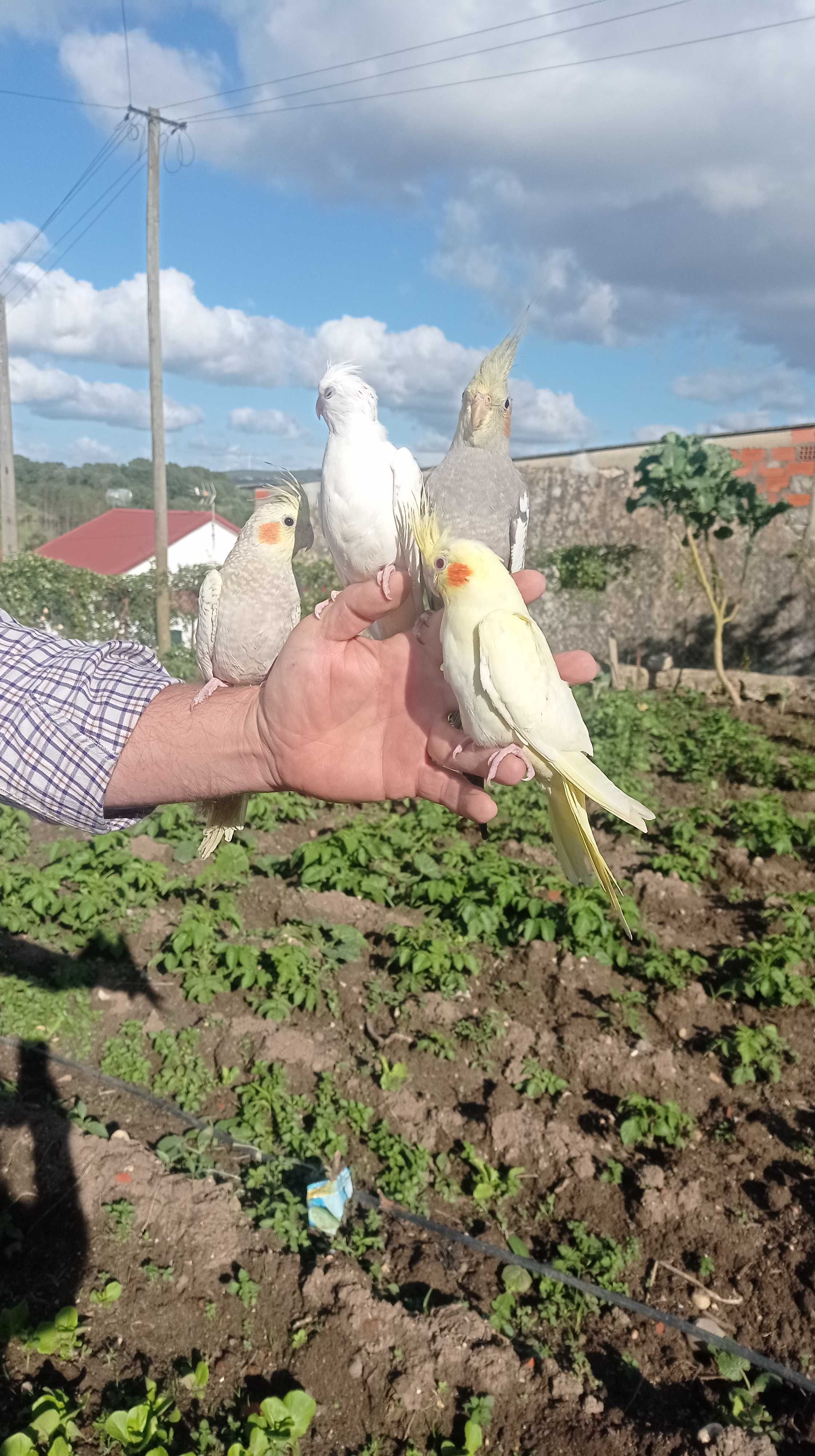 Aves criadas á mão e domésticadas