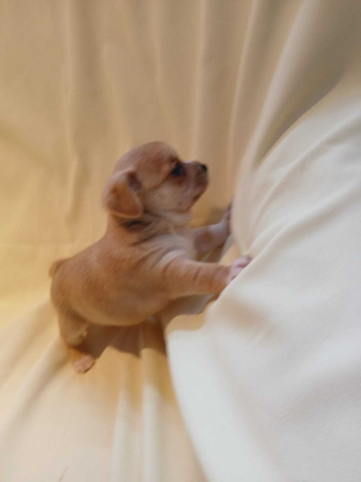 Chihuahua piesek z rodowodem