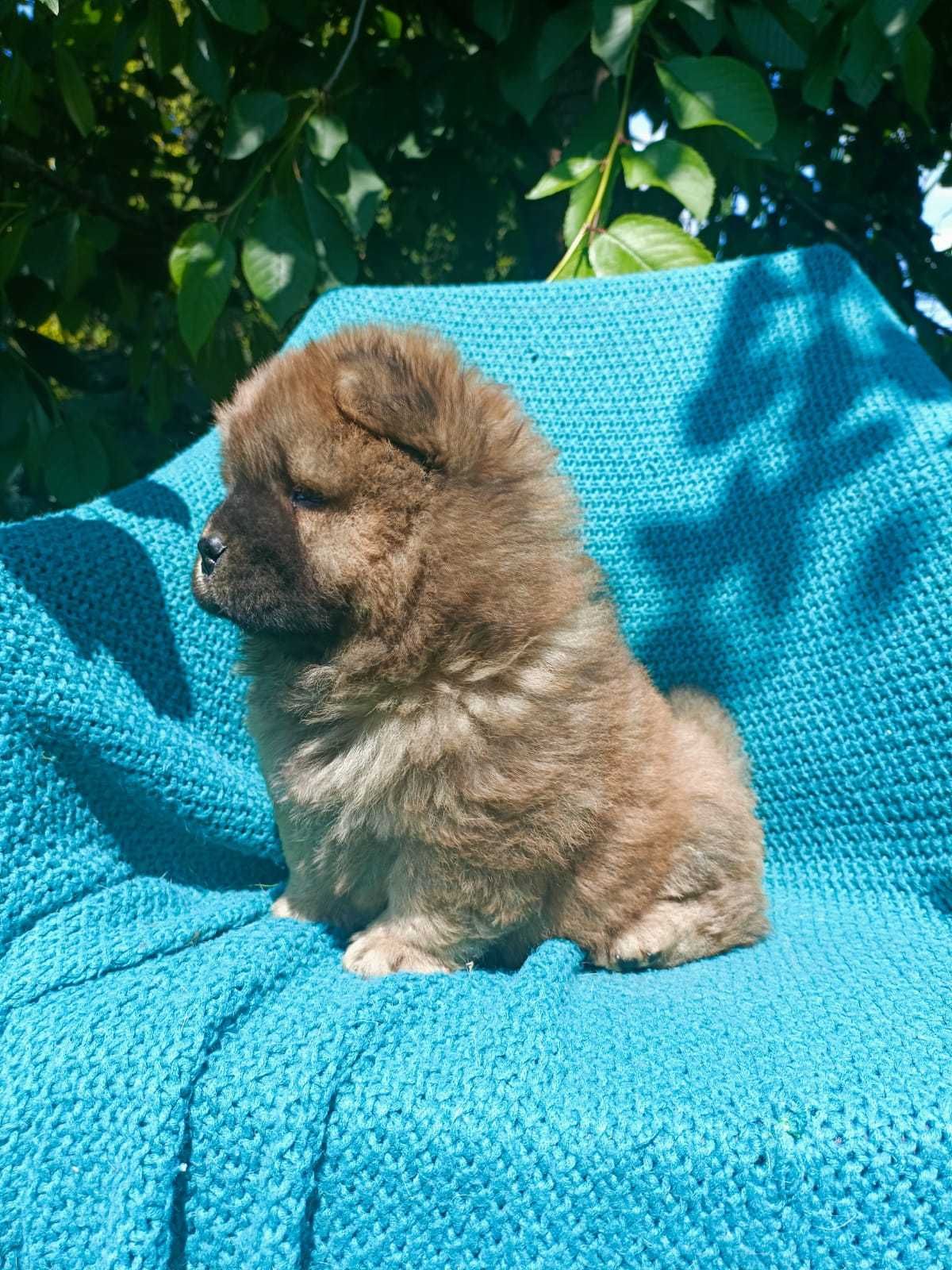 Wzorcowe Chow Chow po rodzicach FCI