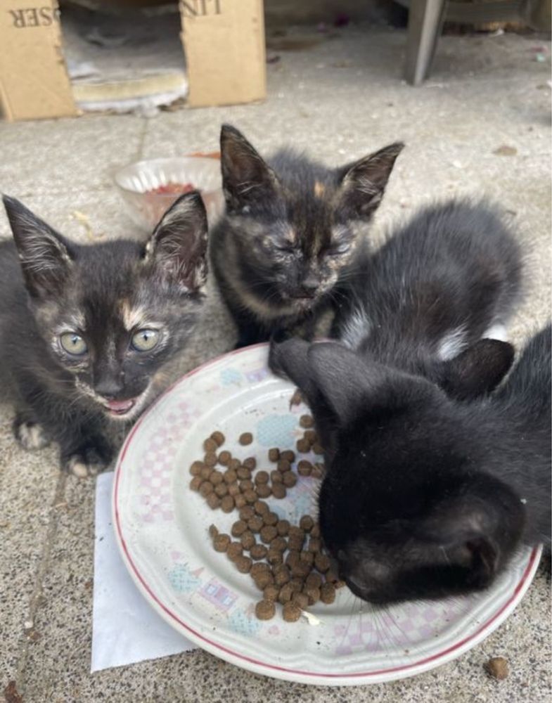 Gatos para adoção