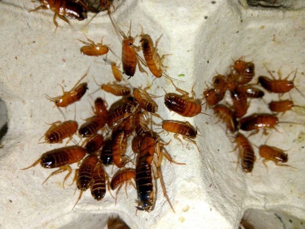 сверчки, тараканы