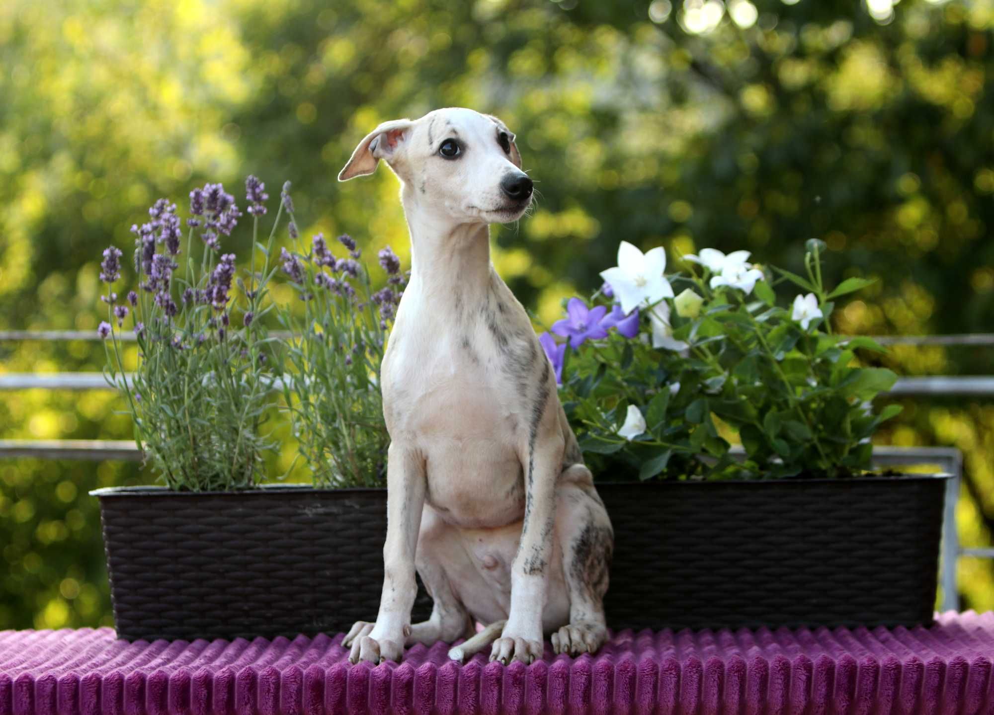 Whippet Chart angielski ZKwP/FCI cudowny piesek RANGER