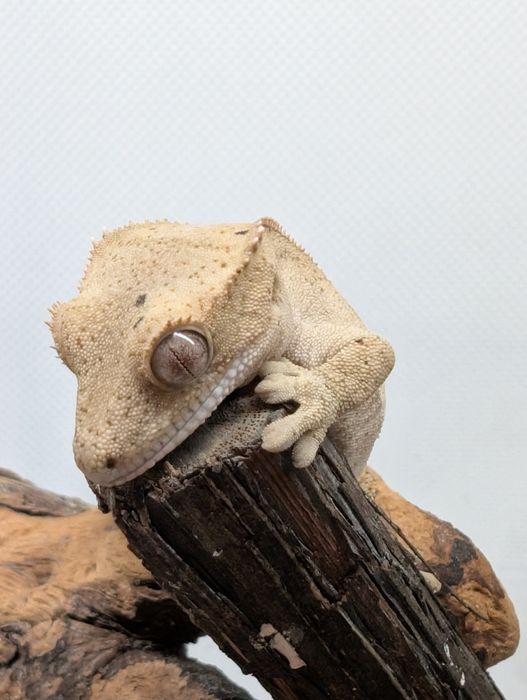 Gekon orzęsiony nsex