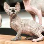 Gymni Gata*PL sfinks kanadyjski kociak canadian sphynx