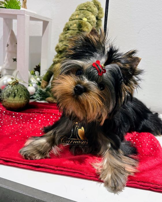 Yorkshire terrier york chłopiec piesek samiec rodowód