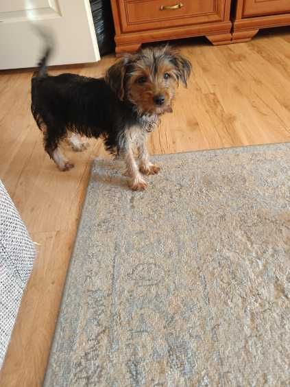 Yorkshire Terrier szczenię