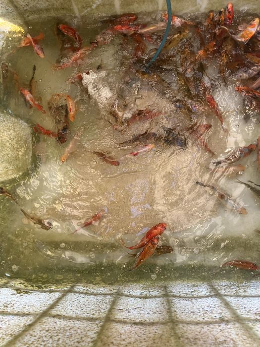 Sprzedam karp koi i inne