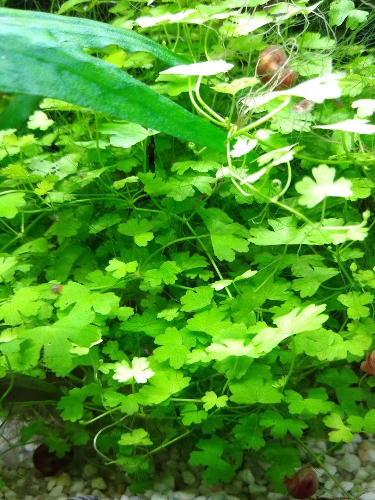 Hydrocotyle tripartita "Japan" roślina do akwarium