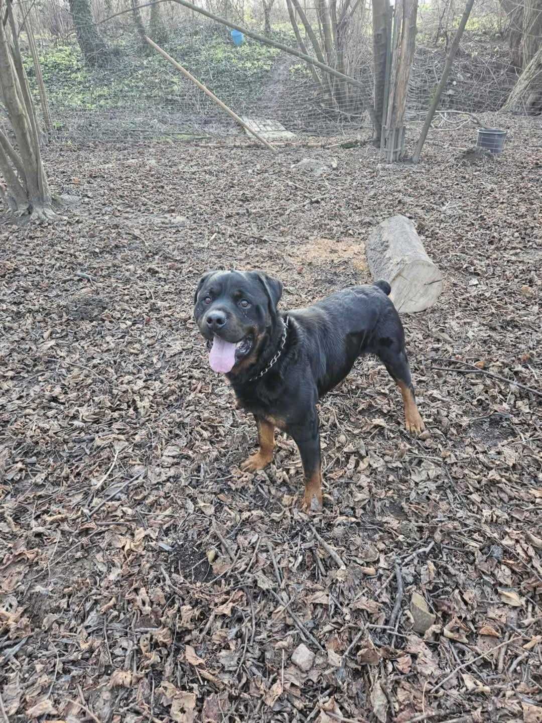 Rottweiler Maciek może być Twoim najlepszym kumplem