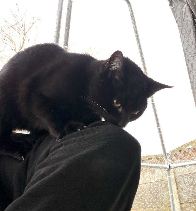 Czarny kotek – oddam za darmo