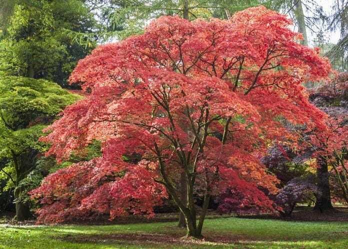 Na Bonsai! Klon palmowy Mon zukushi p9