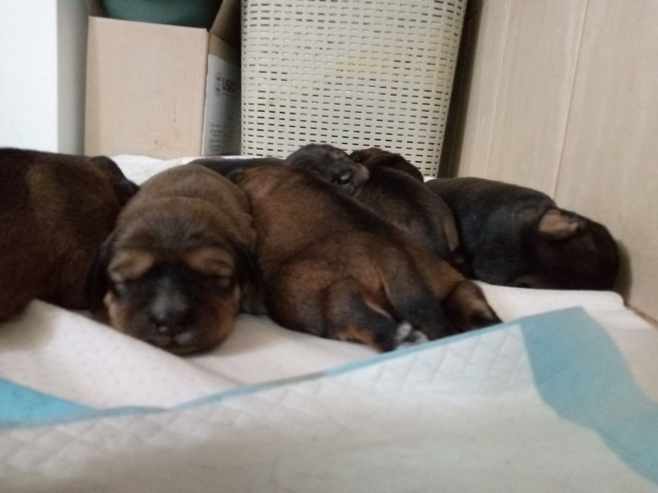 Цуцики Охотничого Спаніеля