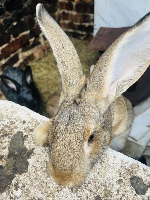 Продам кролики 2 самки 1 самец