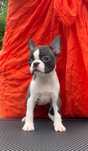 Suczka Boston Terrier po przebadanych rodzicach