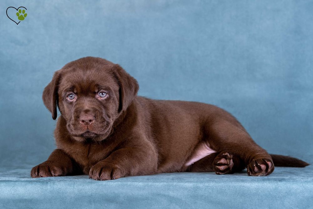 Цуценята Лабрадор Ретривер Шоколадного окрасу