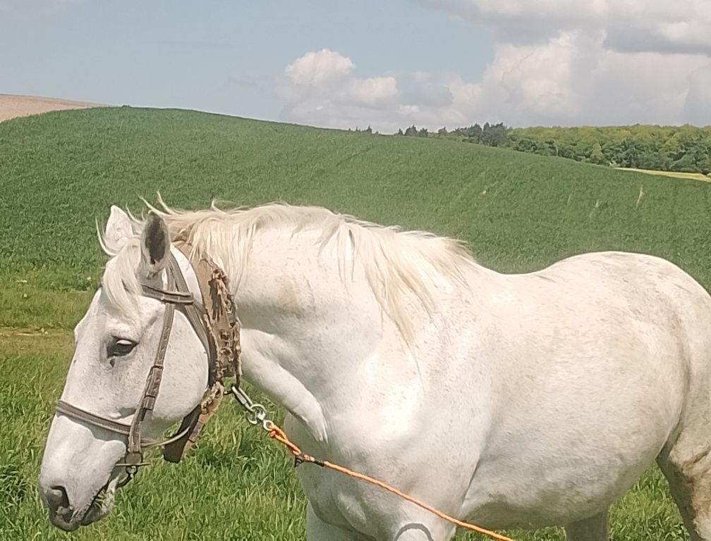 Продам кобилу вік 16 років