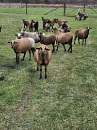 Owce kameruńskie  owca dorosłe kotne
