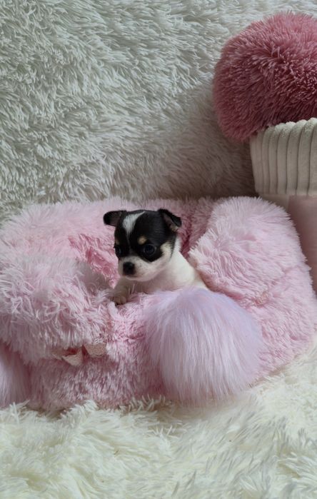 Piękna dziewczyna chihuahua krótkowłosa - domowa hodowla