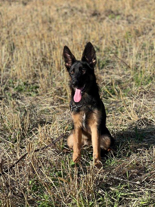 Стандартна дівчинка