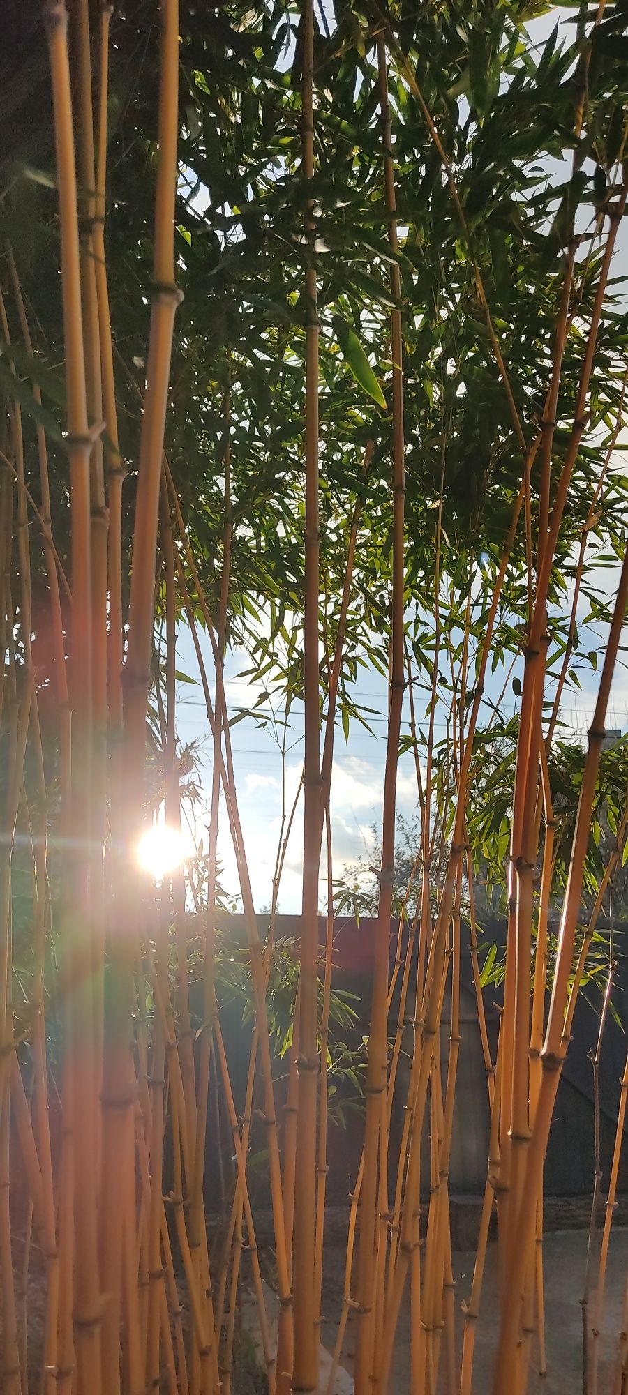 Саженцы бамбука. Зимостойкий (-25)золотий бамбук Phyllostachys aureosu