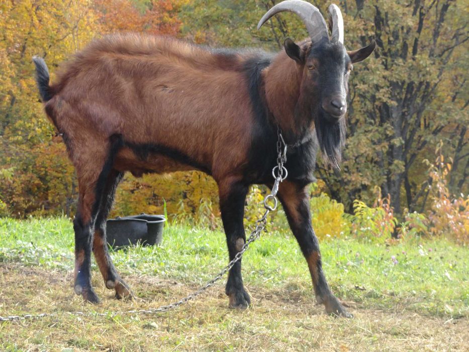 Козел цап 100% альпієць