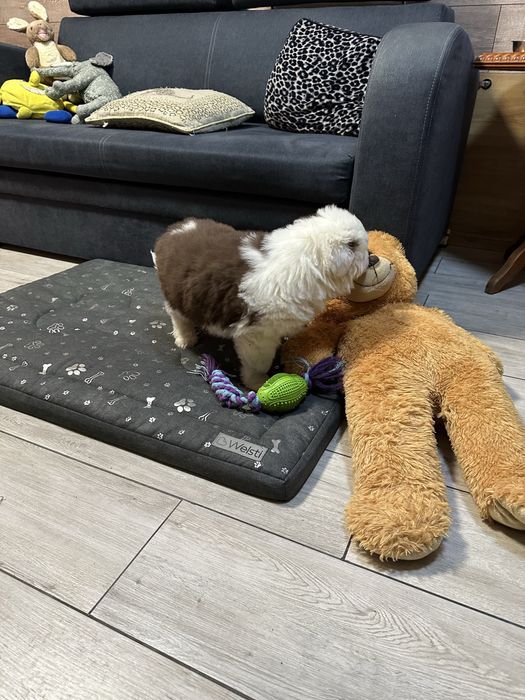 Border collie unikatowy piesek