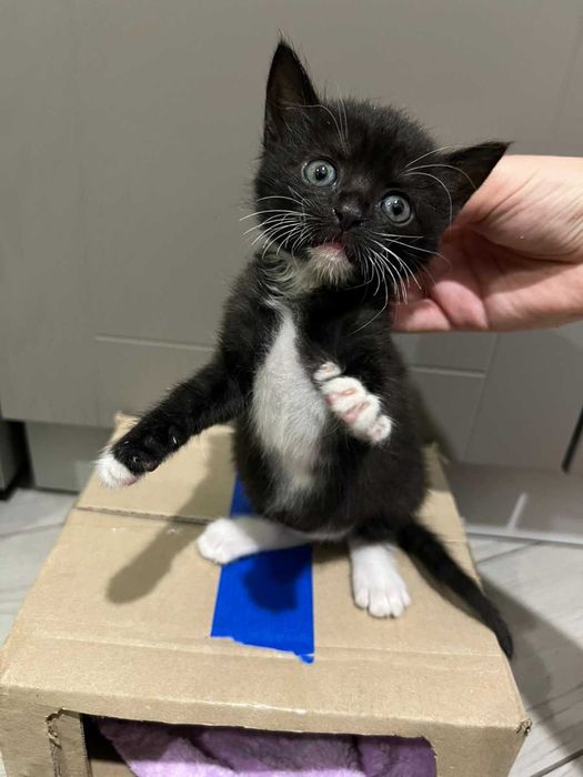 Віддамо кішечку у відповідальні руки