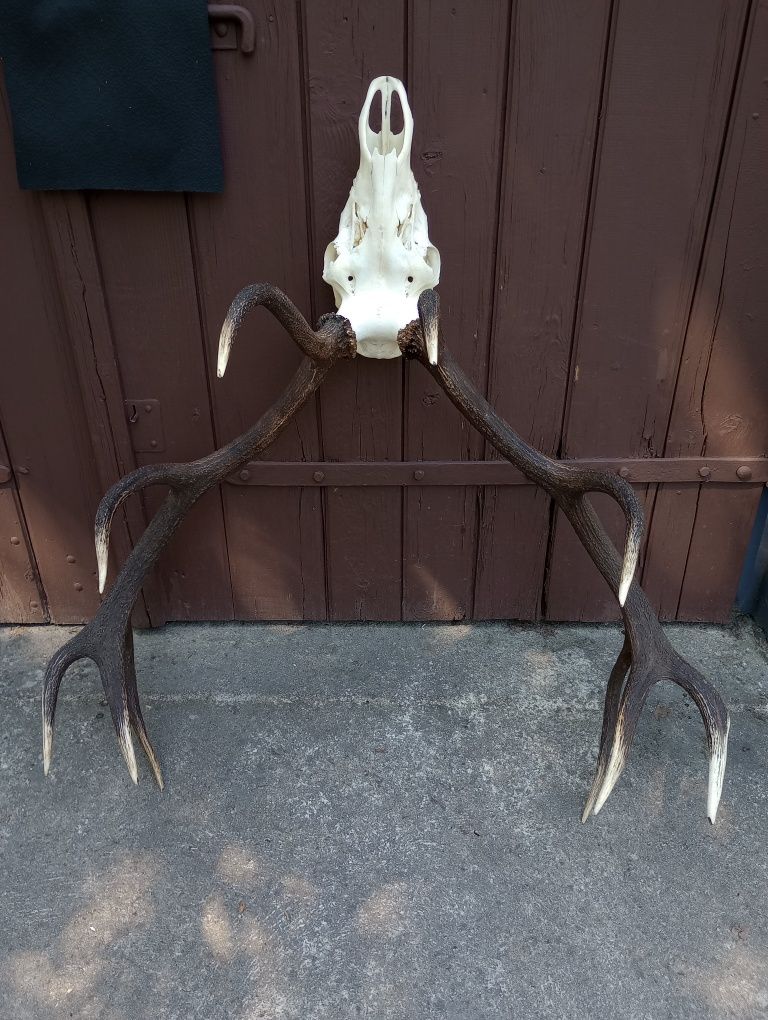 Poroże jelenia - wieniec 12-tak 6,60 kg