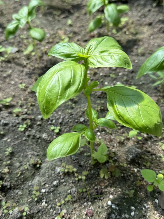 Базилік в горщику