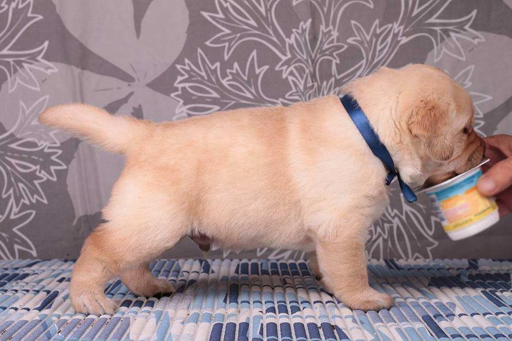 Породные палевые щенки лабрадора. Питомник