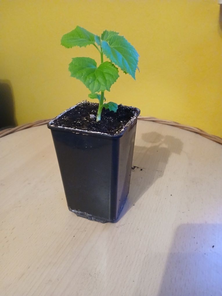 Paulownia Drzewo Tlenowe sadzonki tegoroczne