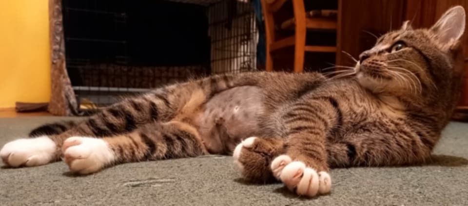 Дууууже ласкава Молоденька стерилізована киця