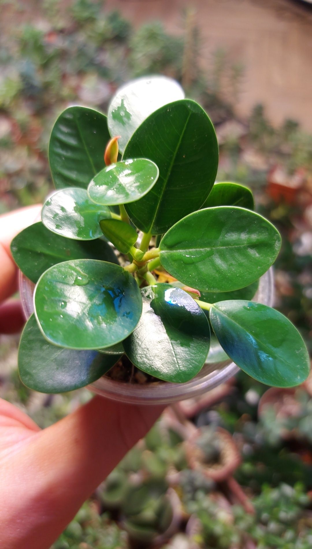 Ficus Panda Фикус Панда (Dollar ficus)