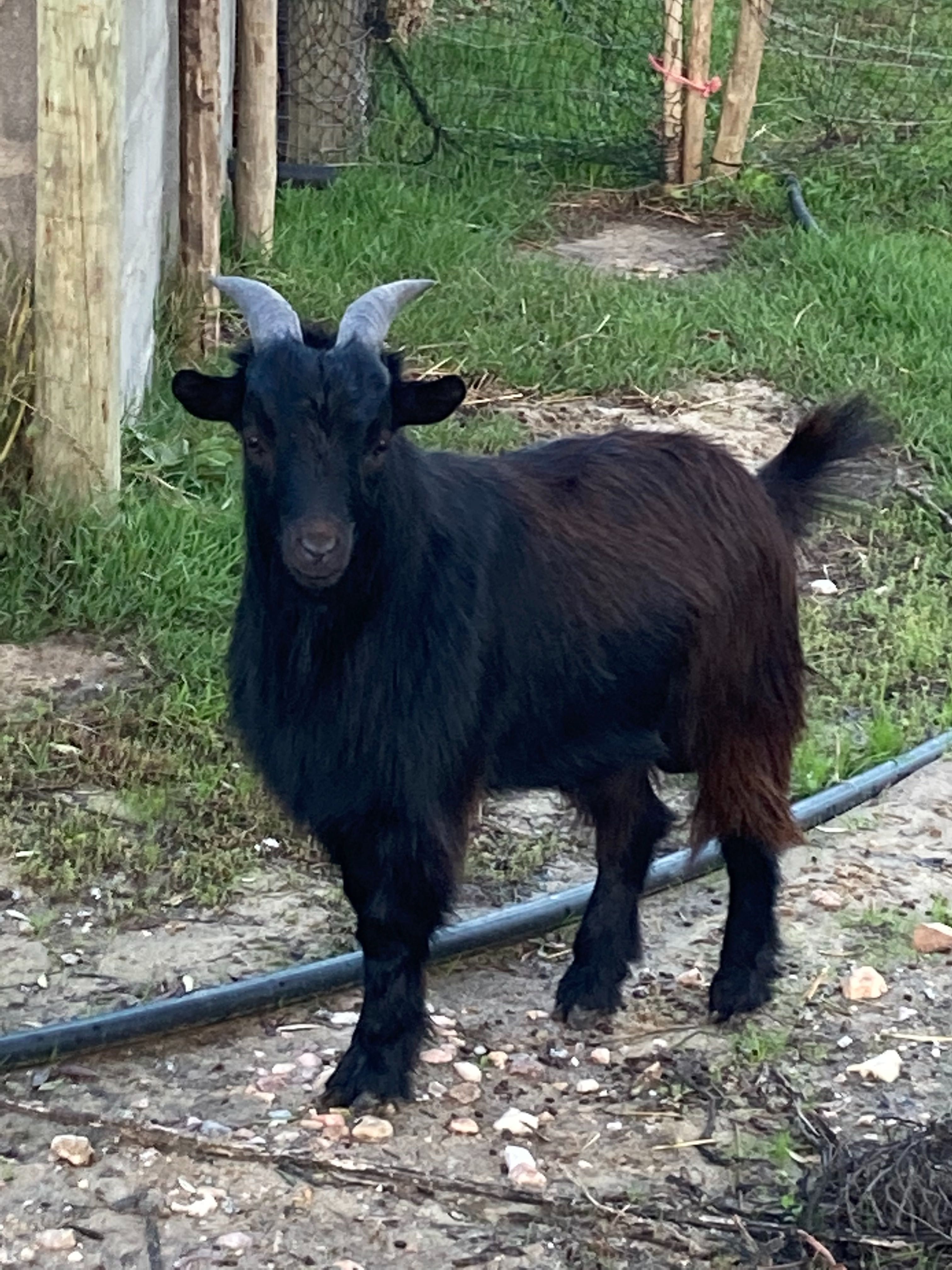 Chibo anão preto