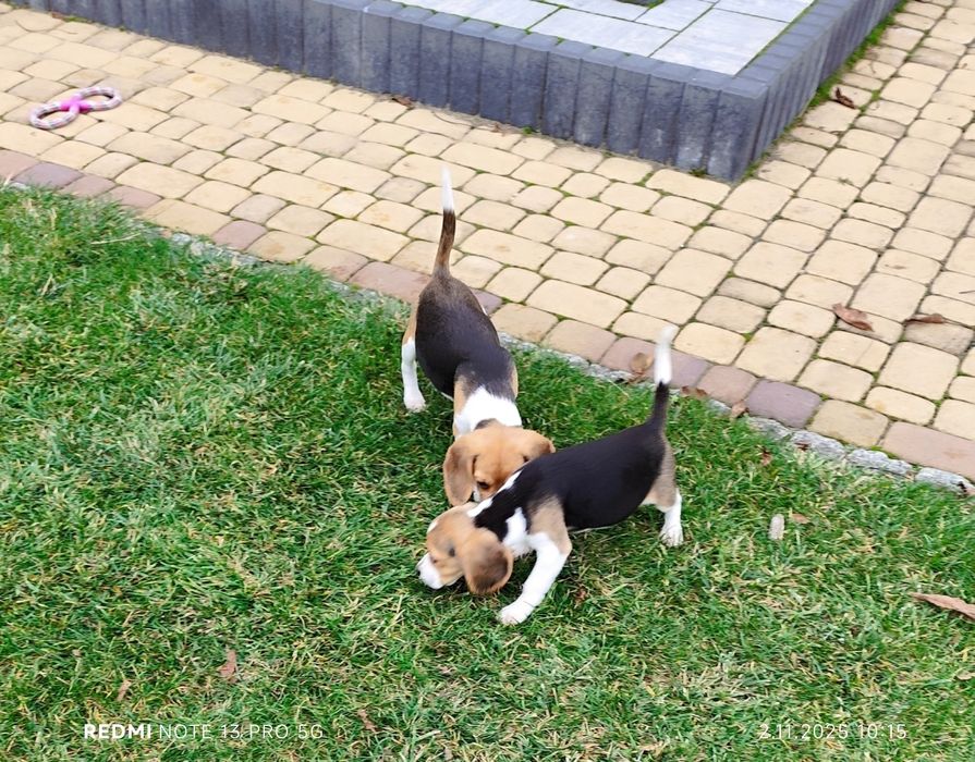 Suczka Beagle gotowa do odbioru metryka czip wyprawka 3 szczepienia