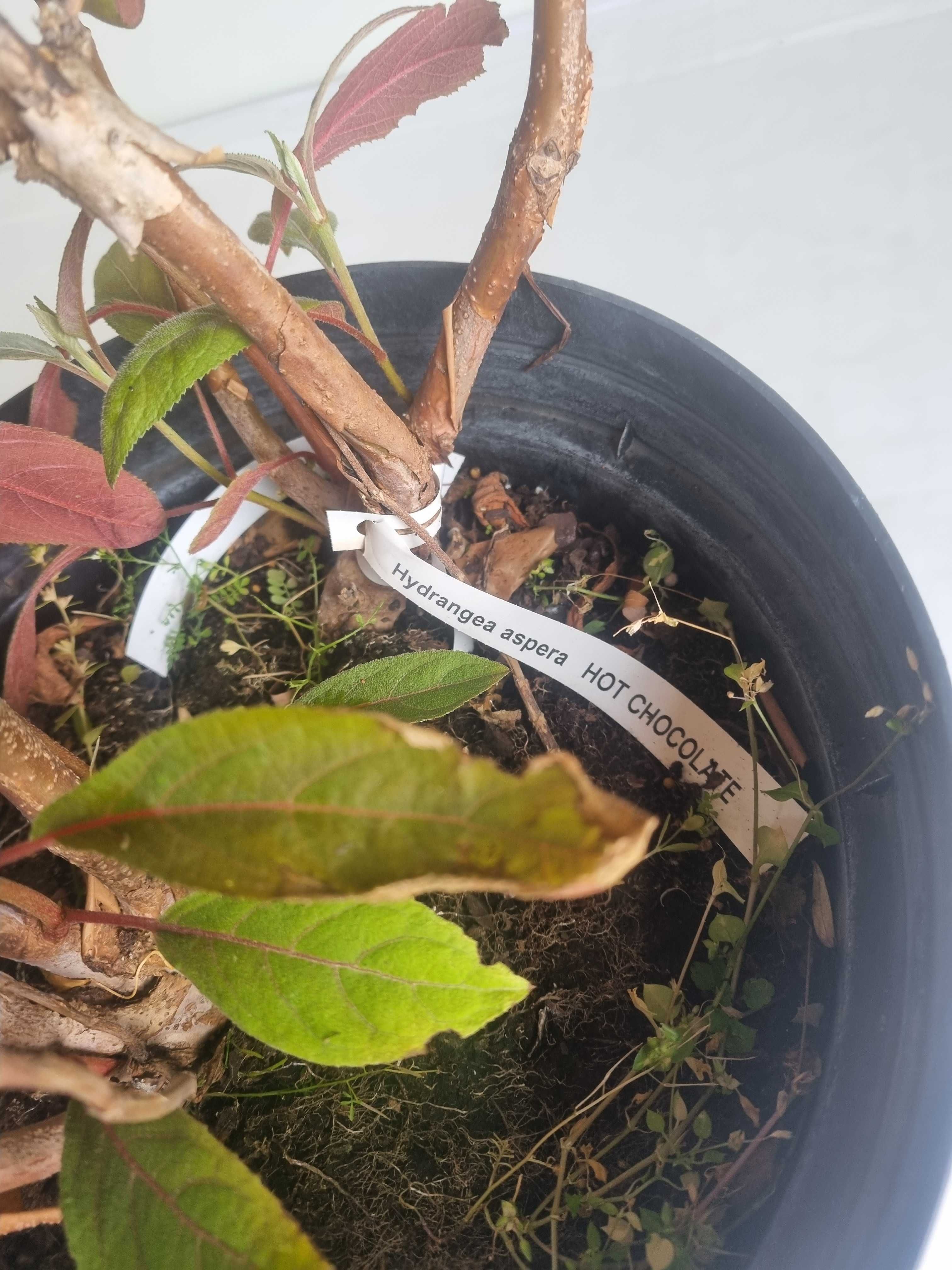 Hortensja Aspera ‘Hot Chocolate’ – Wys. 130 cm, Doniczka 7L