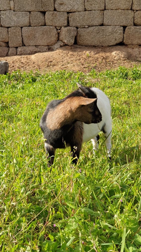 Rebanho cabras anãs