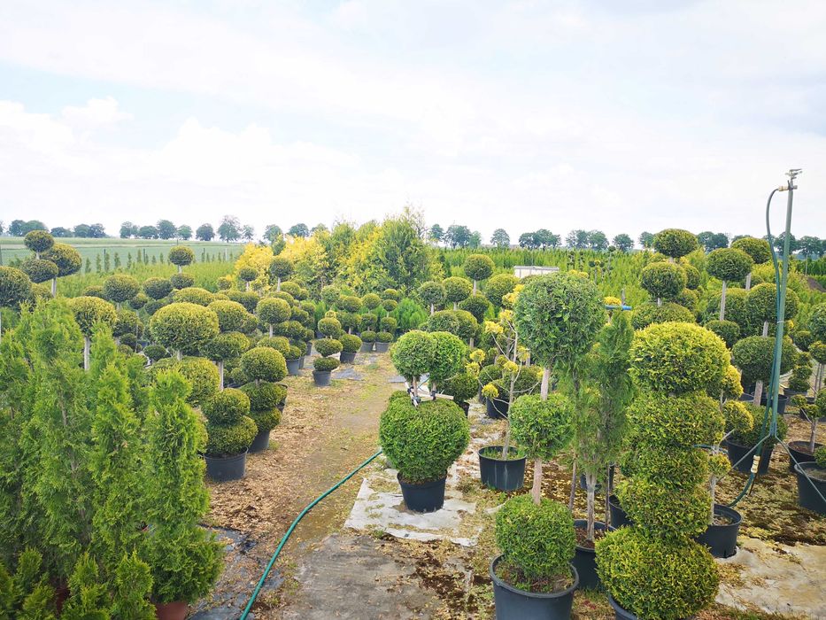 Tuje szmaragd, wycinane