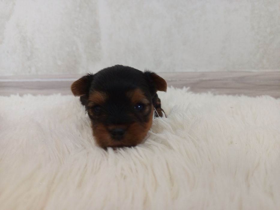 Piękna Abi Yorkshire terrier