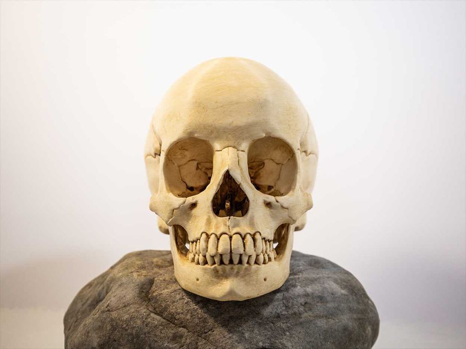 Crânio humano tamanho real -Impresso em 3D e pintado à mão - Halloween