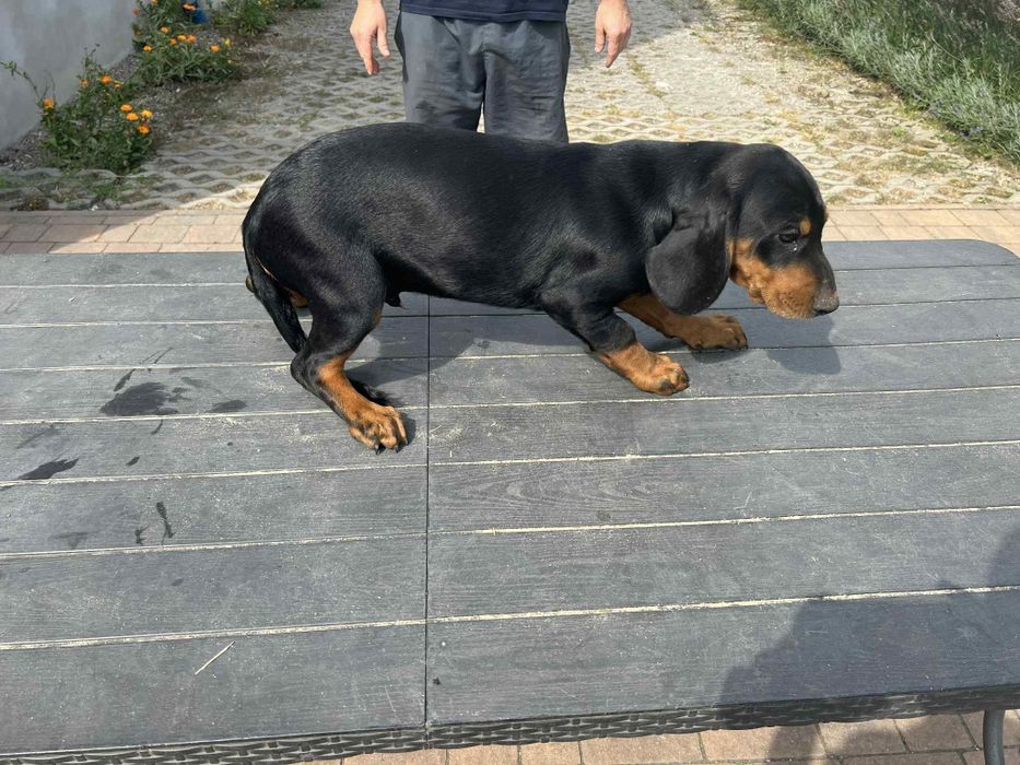 Szczeniak Gonczy Słowacki