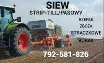 Siew metoda strip-till, striptill pasowy rzepaku i zbóż pszenica